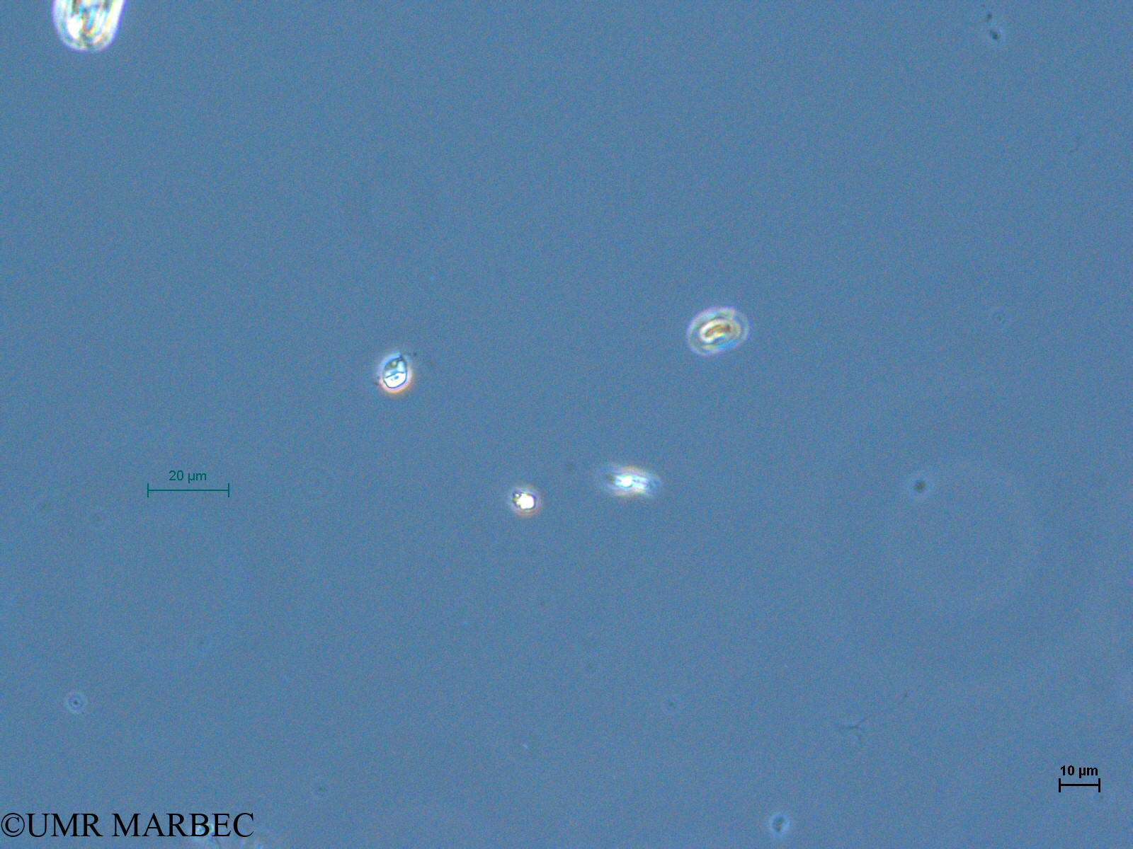 phyto/Thau_Lagoon/THAU_station1/GELAMED 2010/Nanoflagellé 1  (2)(copy).jpg